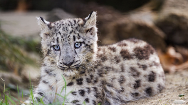 Snow leopard cub curious blue free wallpaper - medium preview image