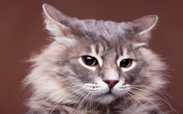 Cat serious whiskers animal focus free wallpaper - medium preview image