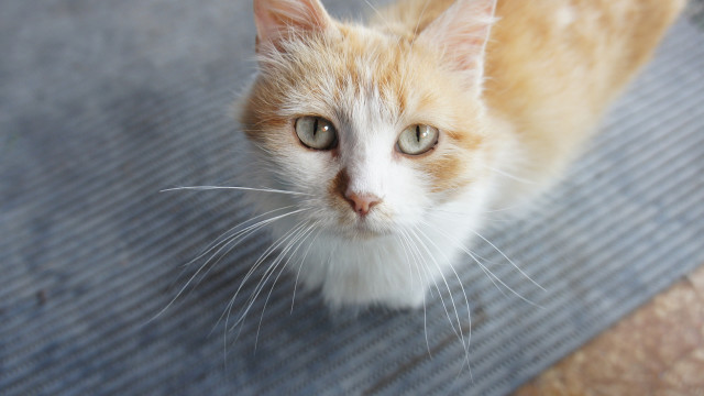 White cat green eyes looking #2 free wallpaper - medium preview image