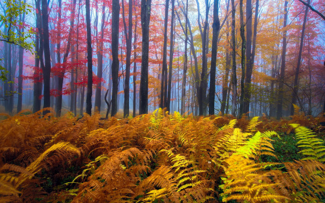 Mystical autumn forest foggy leaves free wallpaper - medium preview image