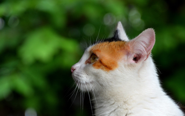 White orange cat green trees free wallpaper - medium preview image
