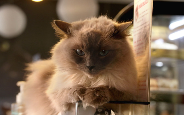 Cat table wine glass blurry free wallpaper - medium preview image