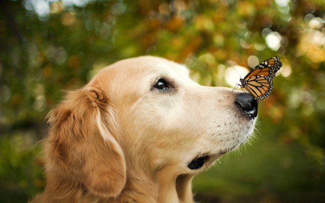 Dog butterfly sky trees magical free wallpaper - medium preview image