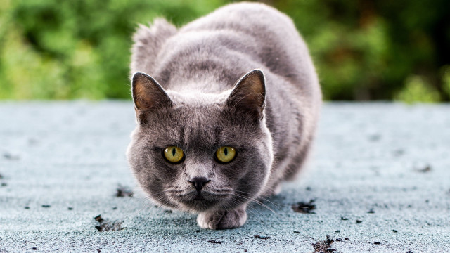 Cat blue surface green eyes free wallpaper - medium preview image