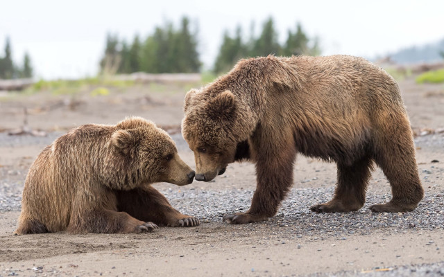 Brown bears playing field dirt free wallpaper for desktop - medium preview image
