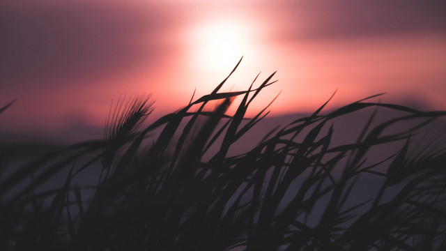 Sunset clouds grass forest bamboo free wallpaper - medium preview image