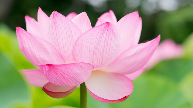 Pink flower green leaves blurry #22 free wallpaper - medium preview image