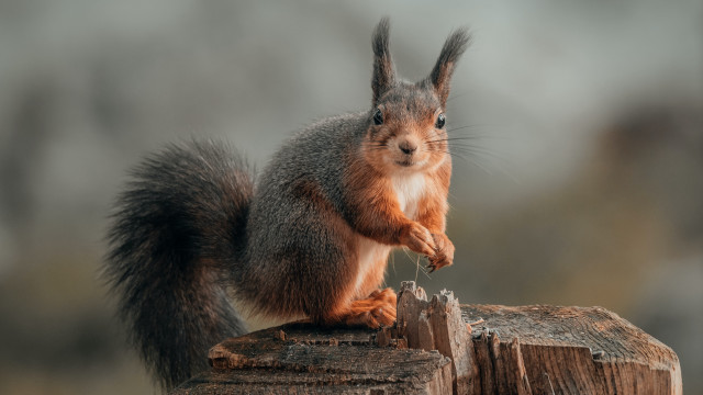 Squirrel eating nut wood blurry free wallpaper - medium preview image