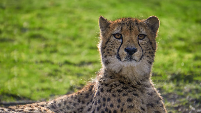 Cheetah sad looking grass outdoors free wallpaper - medium preview image
