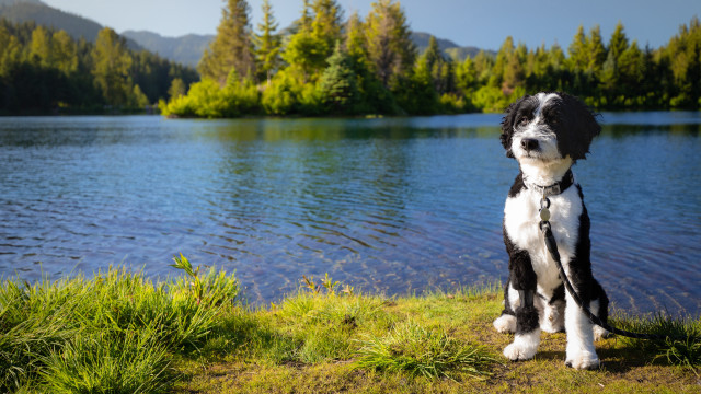 Dog lake forest sky bush free wallpaper - medium preview image