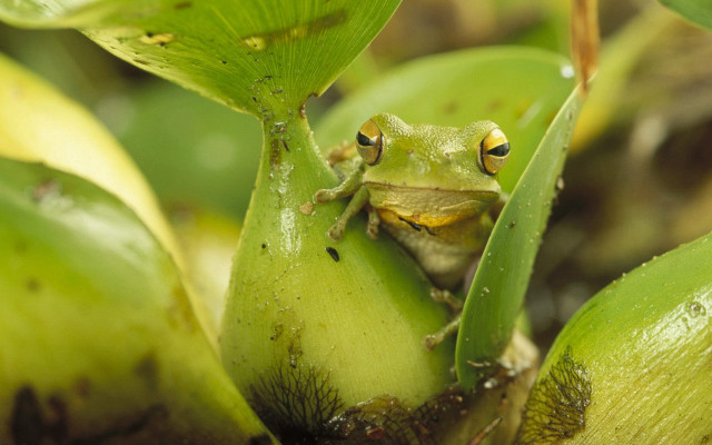 Frog green plant leaves eyes #2 free wallpaper - medium preview image