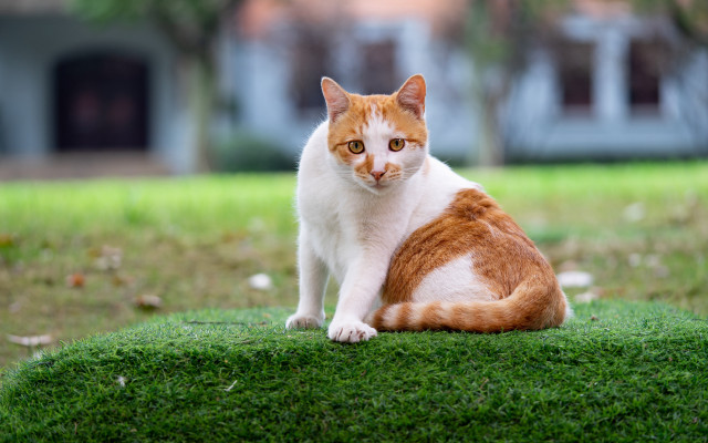 Cat grass yard background animal free wallpaper - medium preview image