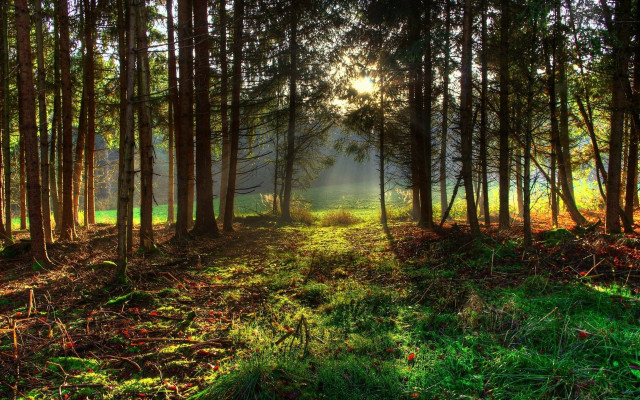 Forest sunshine path nature cityscape free wallpaper - medium preview image