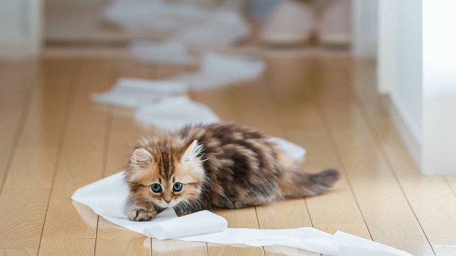 Kitten playing with paper torn free wallpaper - medium preview image