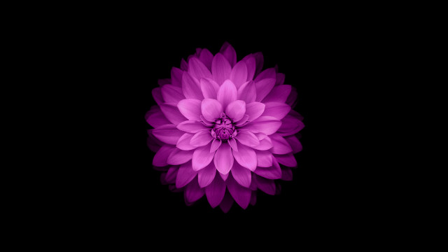 Purple hydrangea white center generative #2 free wallpaper - medium preview image