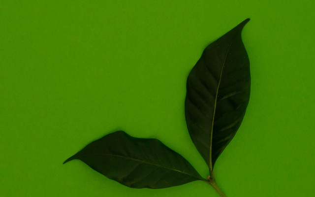 Leaf shadow green gradient macro free wallpaper - medium preview image
