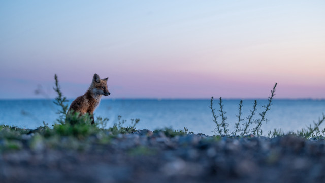 Small fox grass field ocean free wallpaper - medium preview image