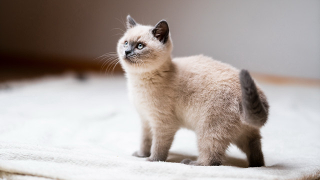 White kitten on rug looking free wallpaper - medium preview image