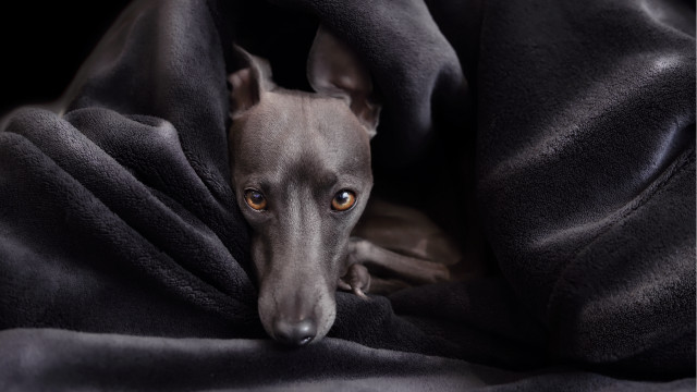 Dog wrapped blanket sad look free wallpaper - medium preview image
