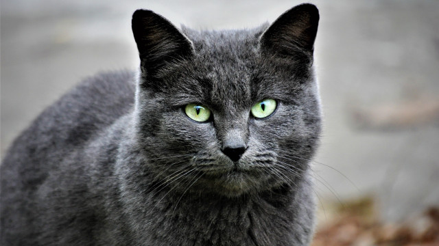 Gray cat green eyes serious free wallpaper - medium preview image
