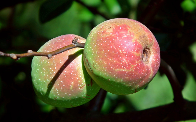 Apples hanging tree leaves photorealistic free wallpaper - medium preview image