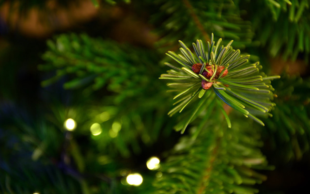 Pine tree green branch red free wallpaper - medium preview image