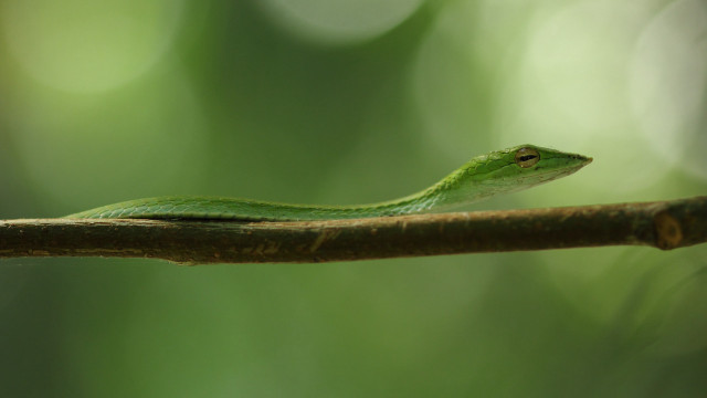 Green snake branch forest cobra free wallpaper - medium preview image