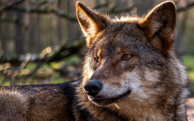 Wolf woods sitting depthoffield realistic #2 free wallpaper - medium preview image