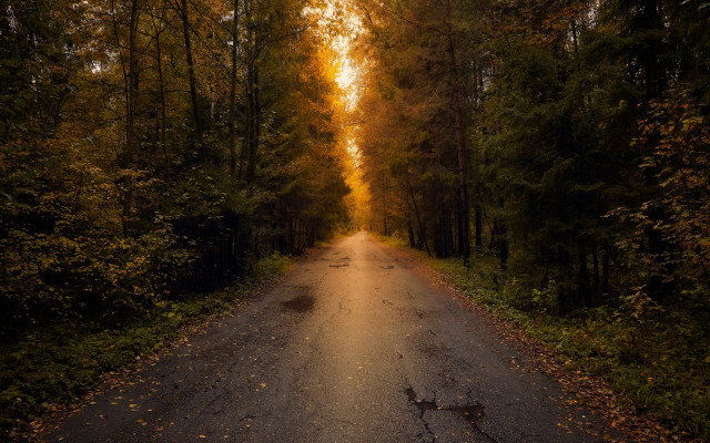 Forest road autumn sunset starry free wallpaper - medium preview image