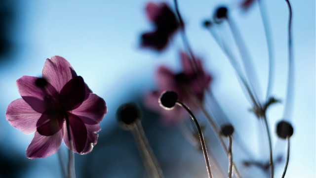 Pink flower butterfly bokeh shallow free wallpaper - medium preview image