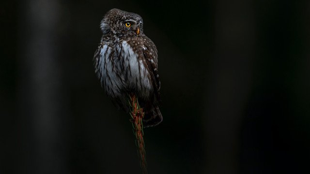 Yellow eyed bird stick dark free wallpaper - medium preview image