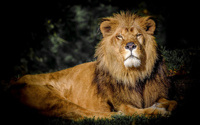 Lion lying grass eyes closed free wallpaper - medium preview image