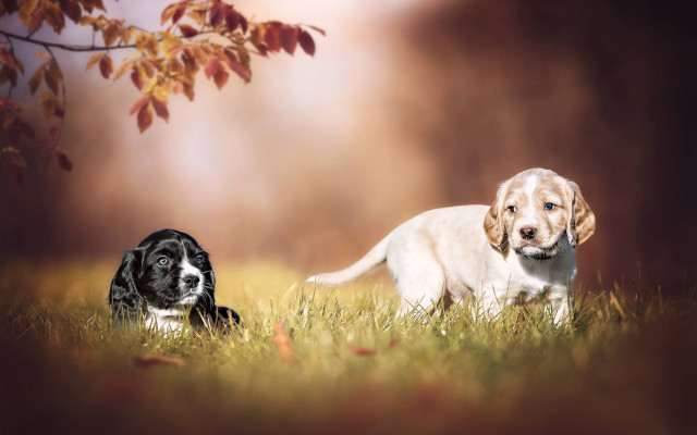 Dogs playing grass tree autumn free wallpaper - medium preview image