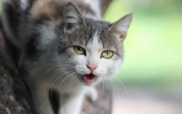 Cat open mouth yellow eyes free wallpaper - medium preview image