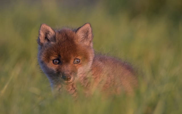 Small brown fox tall grass free wallpaper - medium preview image