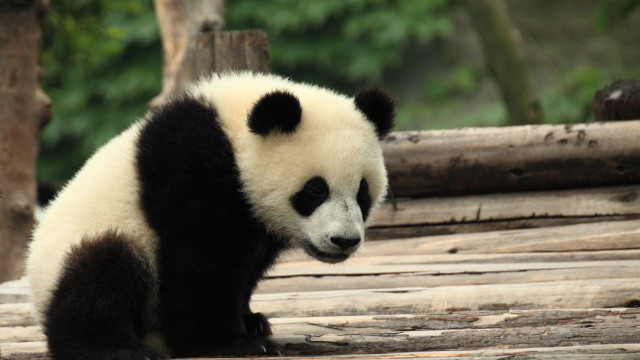 Panda log zoo trees wildlife free wallpaper - medium preview image