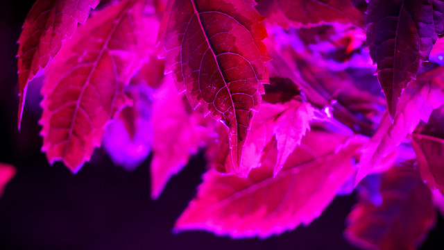 Leaf purple background energy glow free wallpaper - medium preview image