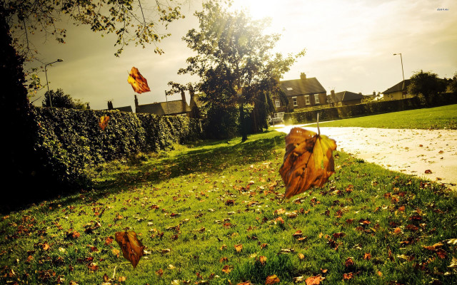 Fallen tree grassy area house free wallpaper - medium preview image