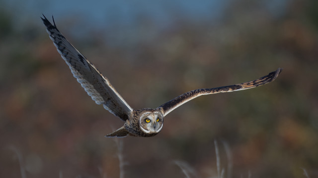 Bird flying wings spread blurry free wallpaper - medium preview image