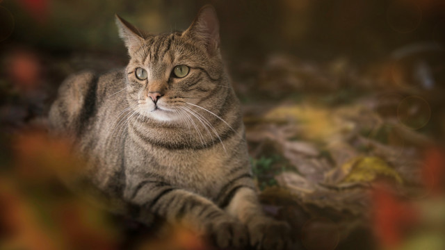 Cat blurry background leaves grass free wallpaper - medium preview image