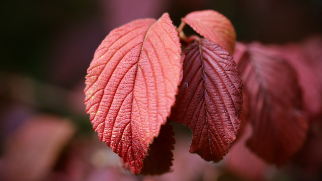 Red leaf closeup macro shallow free wallpaper - medium preview image