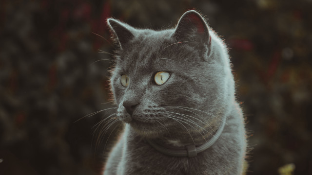 Gray cat collar serious look free wallpaper - medium preview image