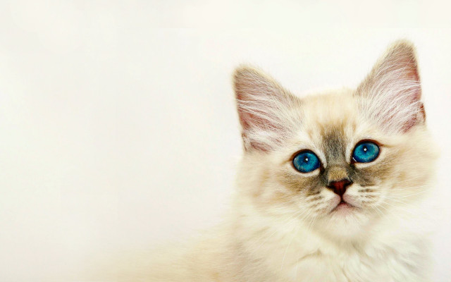 White cat blue eyes looking free wallpaper - medium preview image