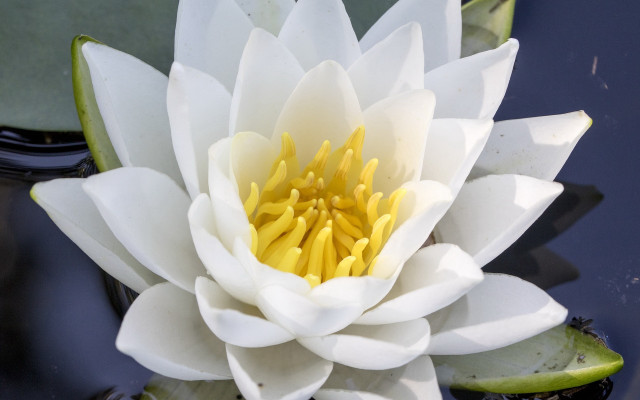 White water lily yellow stamens free wallpaper - medium preview image