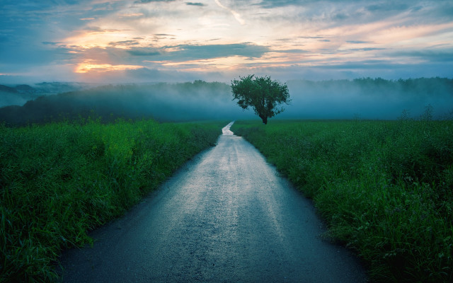 Road tree fog field clouds free wallpaper - medium preview image