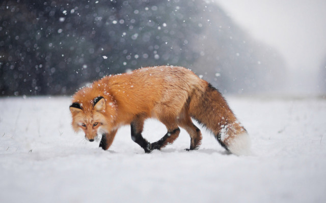 Red fox walking snow woods free wallpaper - medium preview image