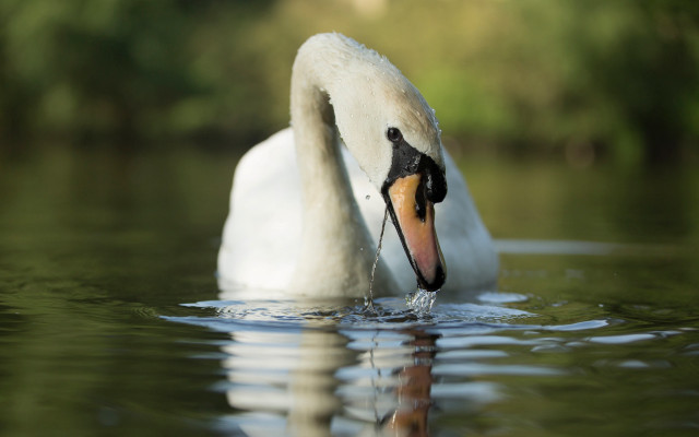 Swan water photorealistic blurry depth free wallpaper - medium preview image