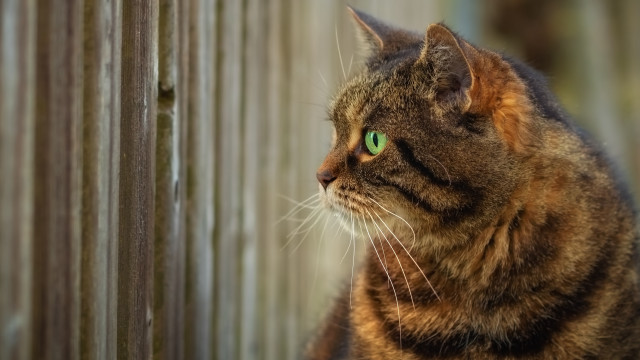 Cat green eyes outside fenced free wallpaper - medium preview image