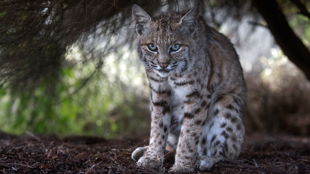 Small cat forest blue eyes free wallpaper - medium preview image