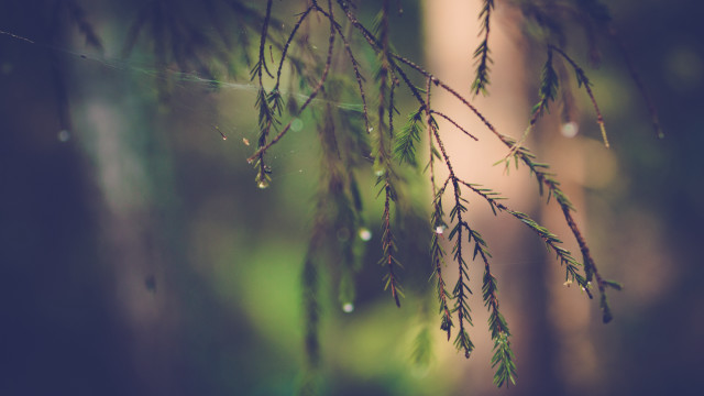 Water drops macro nature night free wallpaper - medium preview image